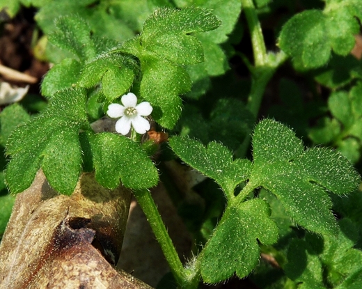{Nemophila aphylla}